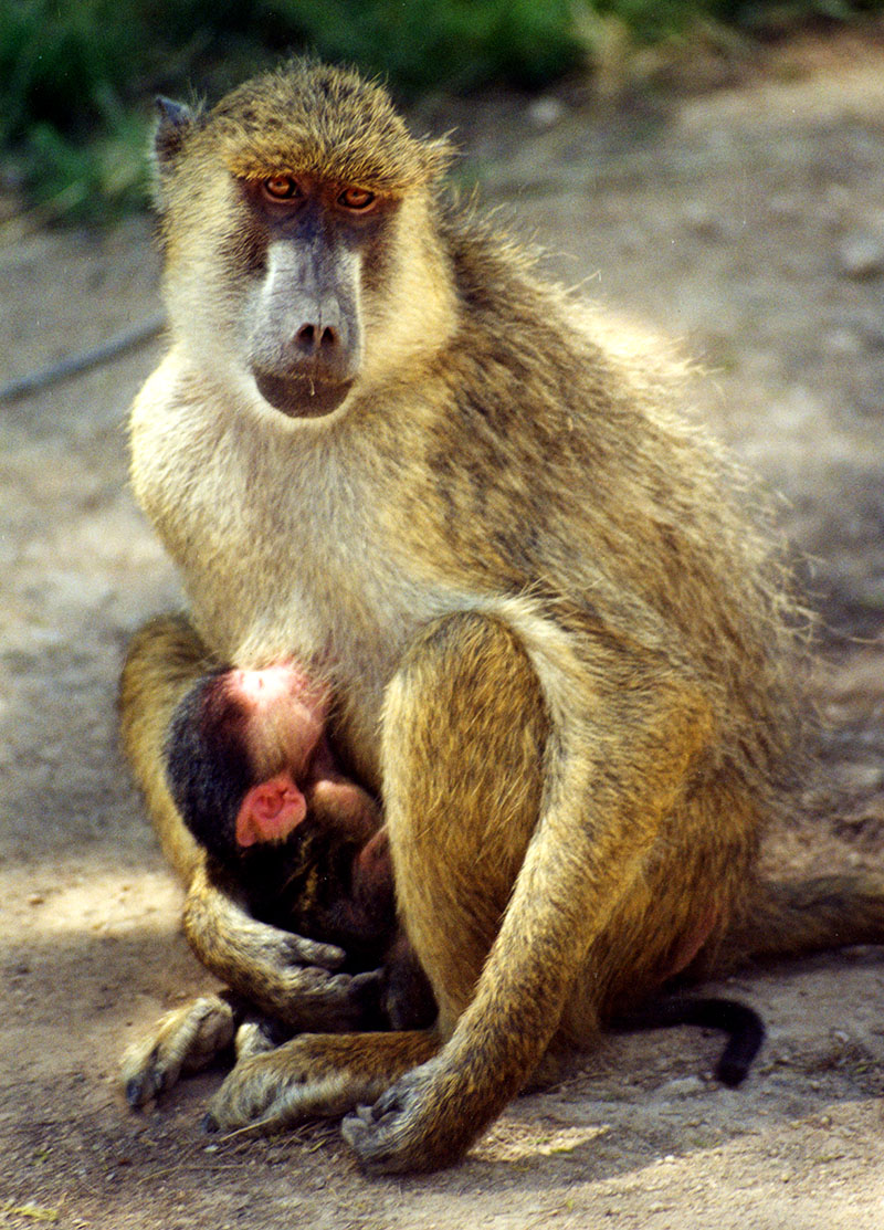 Image of Baboon